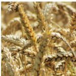 Document unique pour Coopérative Agricole